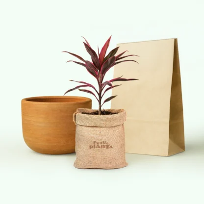Cordyline Fruticosa