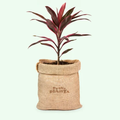 Cordyline Fruticosa