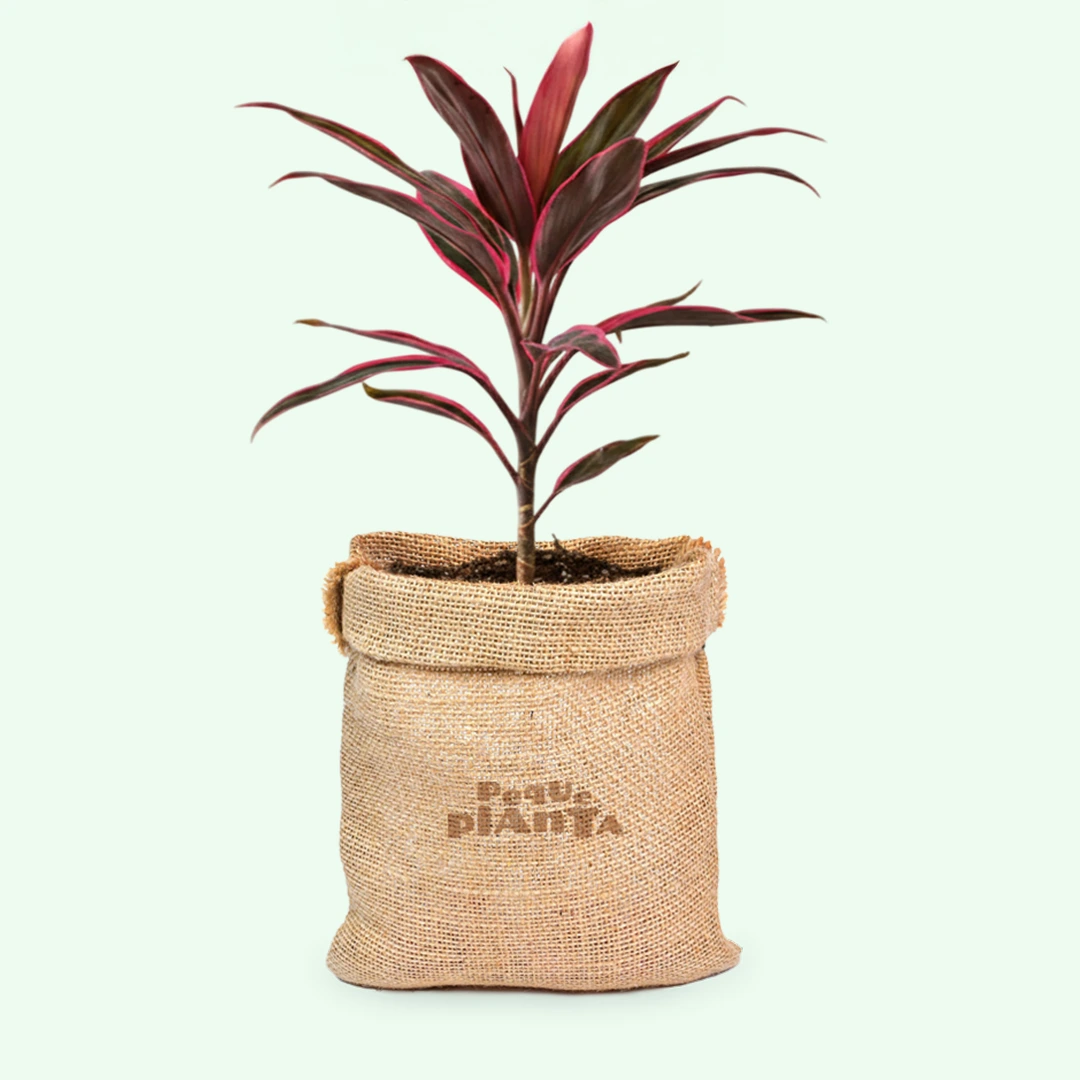 Cordyline Fruticosa